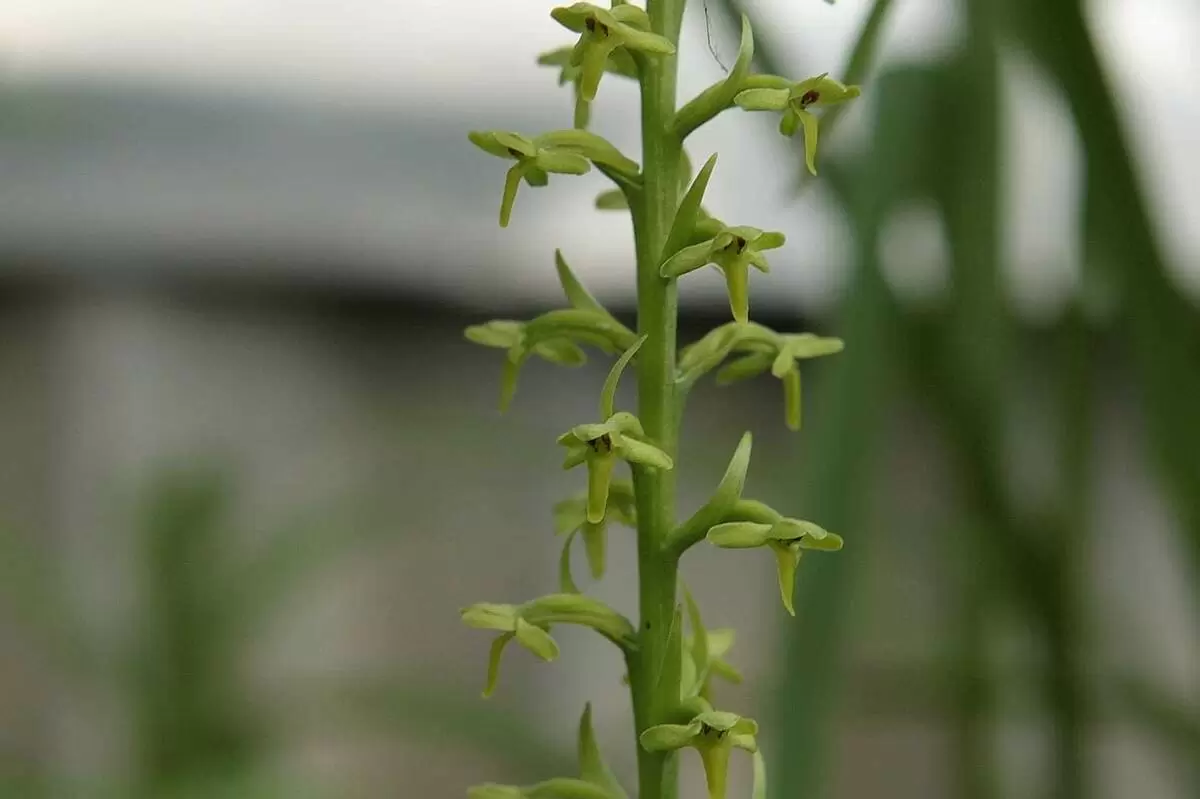 Зеленая красота: как ухаживать за редкой северной орхидеей