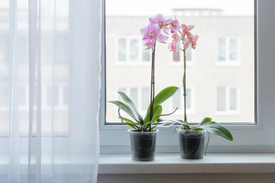 ��� ������� ��������� ������� ��� �������: ������ ���������