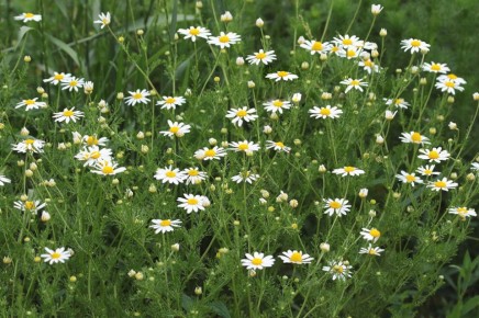 ����� ����������� �����: ��� ������� �������� ���� �� �������