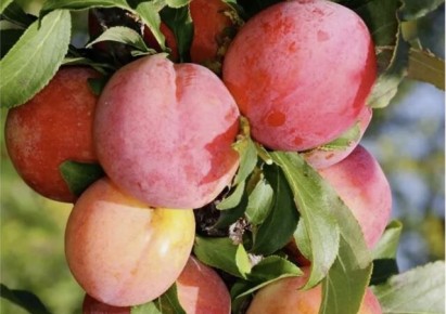 ��������: ���������� ����� ��� ������ ����