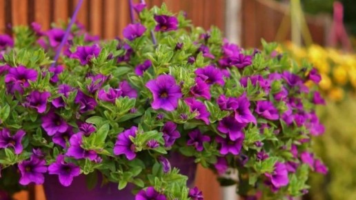 ����������� �������: ������� ������