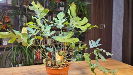 Как папоротники завоевали сердца любителей растений: секреты ухода и особенности роста