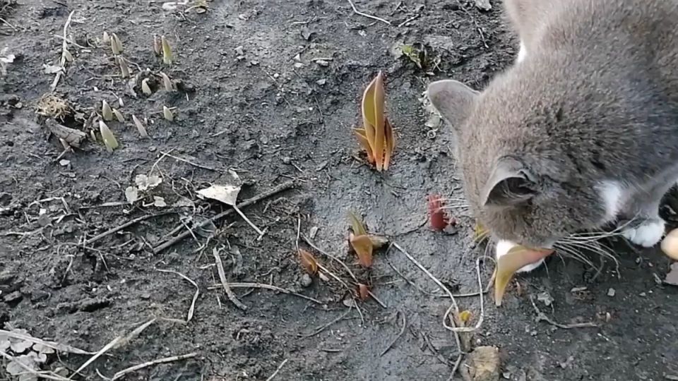 ����� �� �������: ��� �������, ����� ������ �� �������