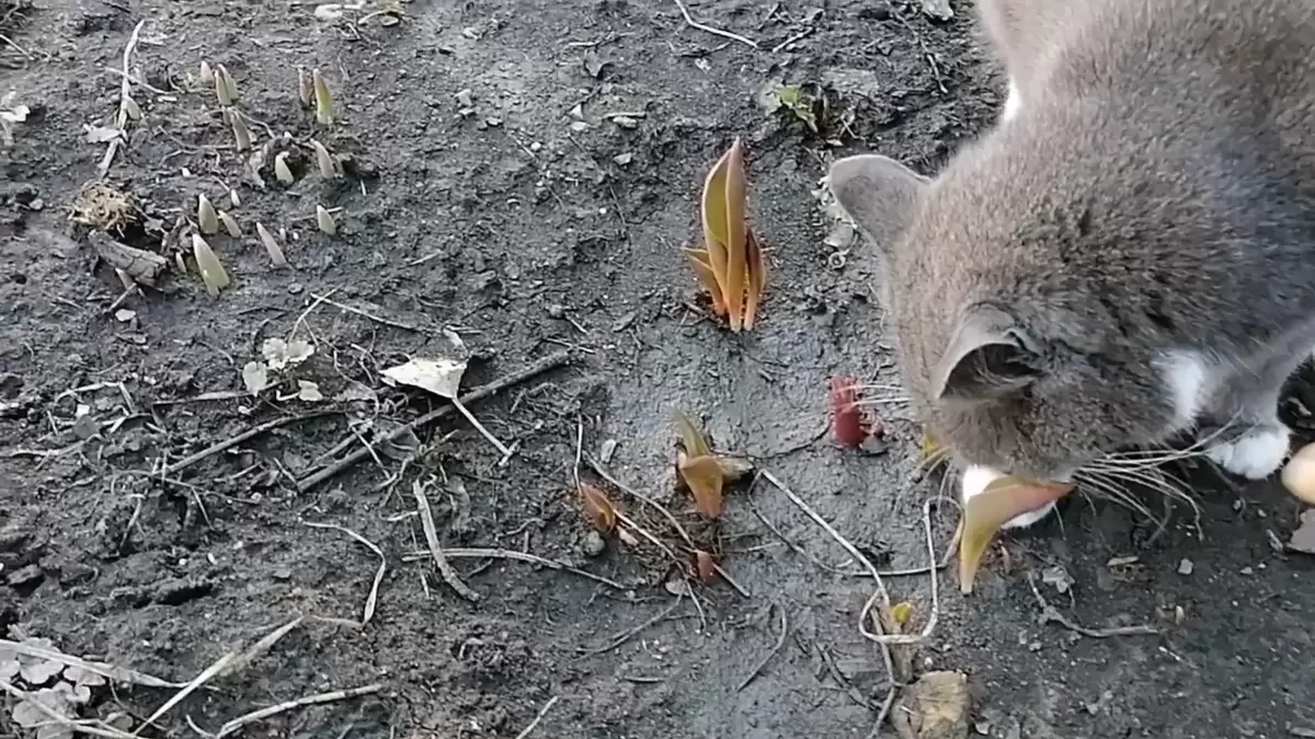 Весна на участке: что сделать, чтобы успеть всё вовремя