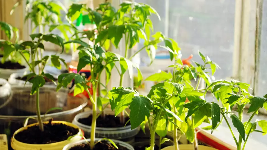 Как исправить ошибки в посеве: проверенные советы для крепкой рассады