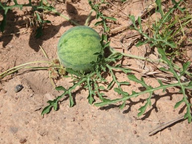 ��� ��������� ������� ������ �� ����: ������� ������