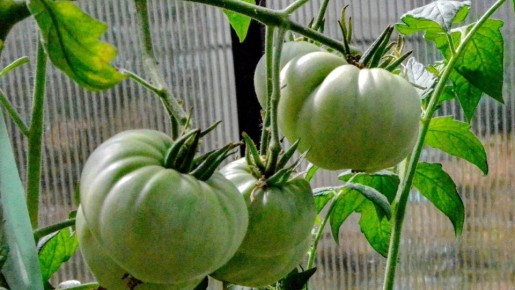 ������ ����� ������� ��� ������� ������