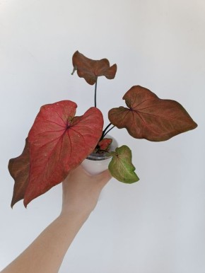 �������� �� ������: ������� ���� � ������� �����������