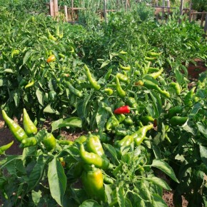 ���� ����������� ������ �����, ������� ����� �� ��������