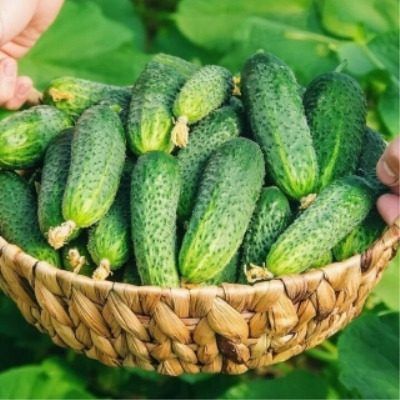 ��������� �����: ��������� ������ ��� ������ �������