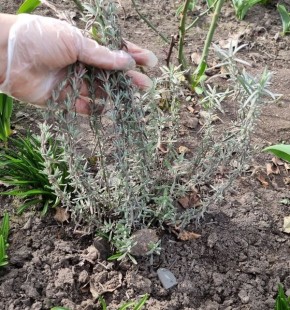 ������� �������� ������� ������� ��� ������ ��������