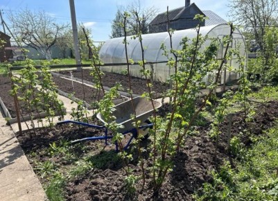 ��� ������ �������� ���� �� �������: ����������� ������ ��� ���������