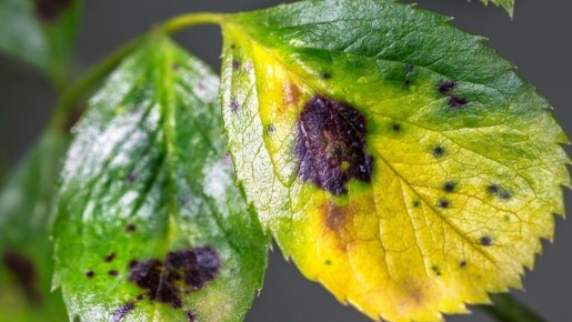 ��� ���������� �� ������ � ������ ������������: ��������� ����� �� �������