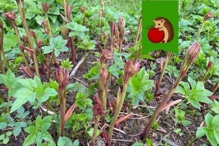 ��� ��������� ���������� ����� ������ ��� �� ���������� ��������