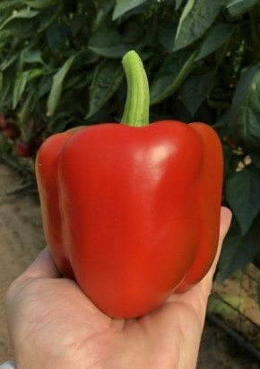 ����� ������: ����� ������� ��� ������ �������