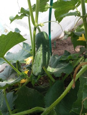 ��� ������� � ��������� ��������� ������: ������� �� �������� ����������