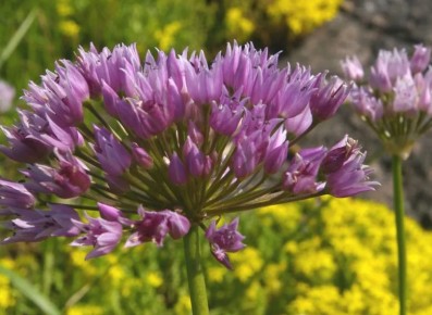 ���������� ��� ���������: ������ �� ������ ����� ������� ������ ����