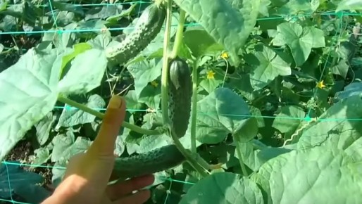 ��� ��������� ��������� �������� ������� ����������� �������