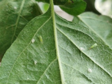 ��� ���������� � �������� ���������: ����������� ������ ������