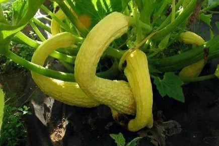 ������� ����-������: ������� ������ � ����� �������