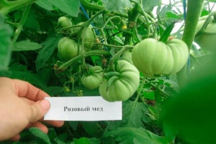 ����� ������� ��: ��������� ����� ��� ������ ����