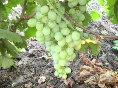 �������� �������: ������ ����������� �� ������ � ��������� �������