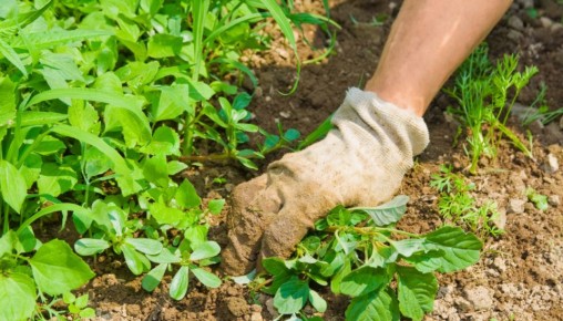 ��� ���������� ���������� �� �������� �� ����