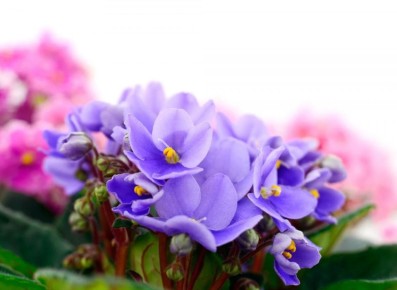 ������: ������� ����� ��� ���������������� ��������