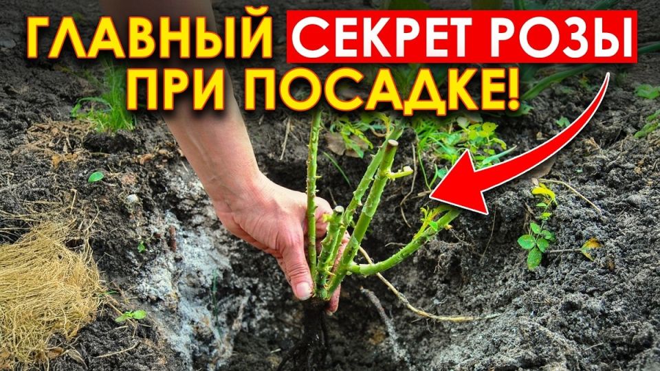 Когда и как пересаживать розы: секреты успешного ухода