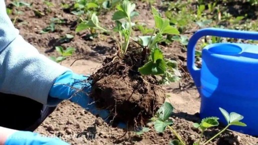 Пересадка клубники в мае: как избежать ошибок и сохранить урожай