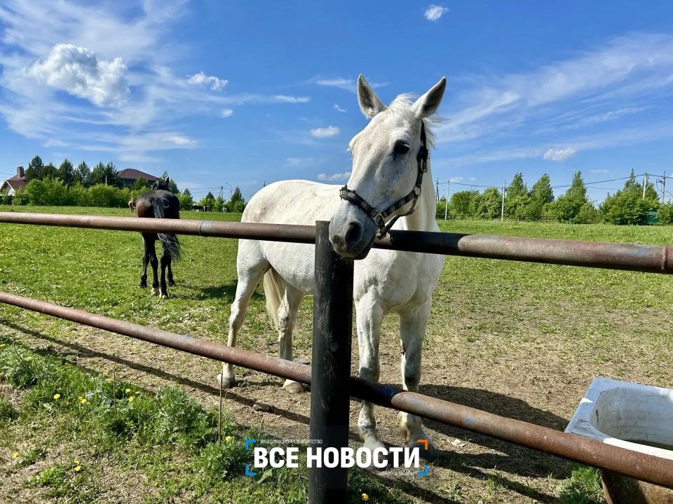 В Нижнем Тагиле лошадь Багира лечит детей с ДЦП В Нижнем Тагиле лошадь Багира лечит детей с ДЦП