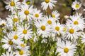 ������� �������: ��� ������������� ���������� ��� ���