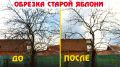 Как вернуть старую яблоню к жизни: эффект омолаживающей обрезки в марте