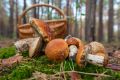 Апрель принесет грибное разнообразие для любителей природы