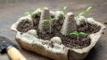 Секреты успешного выращивания томатов в яичных лотках: как избежать расходов на пластик