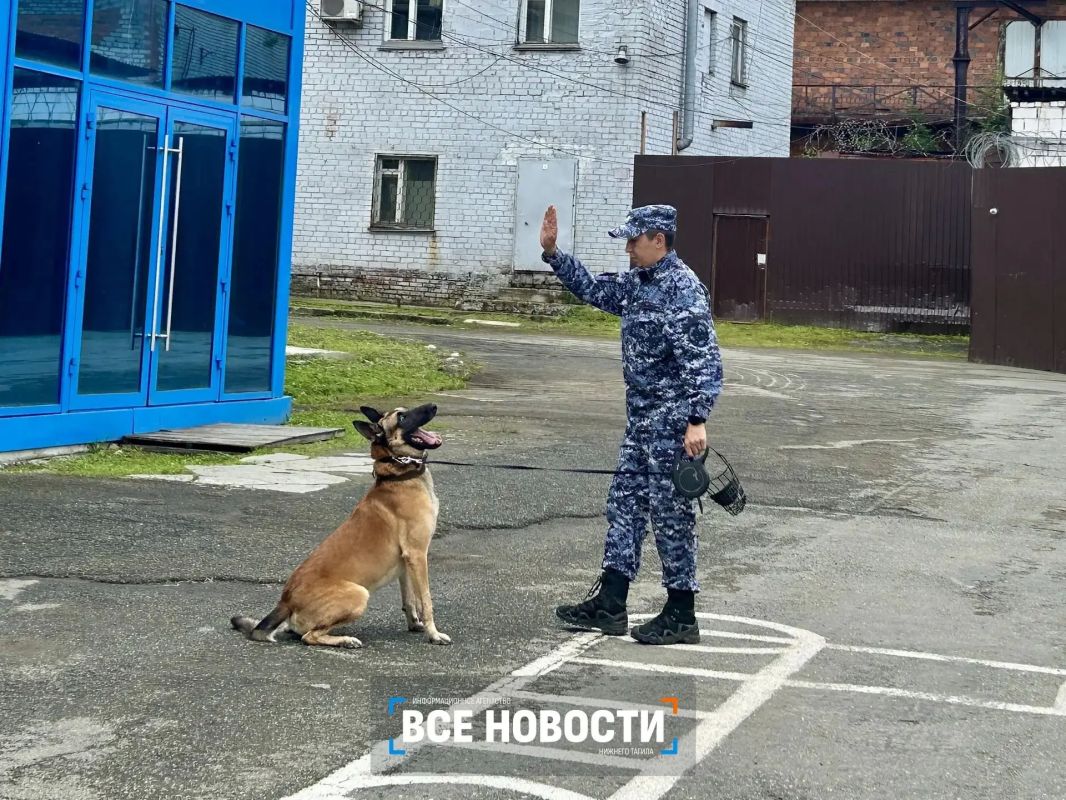 В Нижнем Тагиле собаки искали наркотики, взрывчатку и беглых преступников В Нижнем Тагиле собаки искали наркотики, взрывчатку и беглых преступников