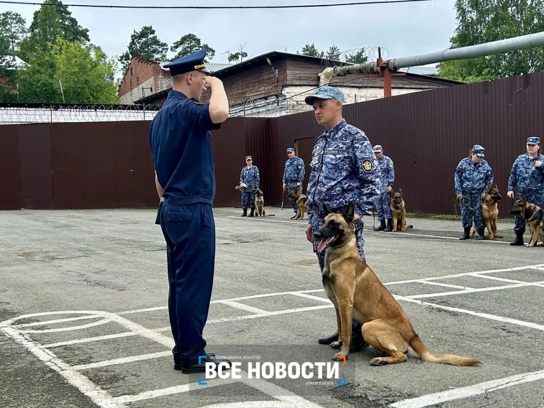 В Нижнем Тагиле собаки искали наркотики, взрывчатку и беглых преступников В Нижнем Тагиле собаки искали наркотики, взрывчатку и беглых преступников