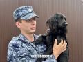 В Нижнем Тагиле собаки искали наркотики, взрывчатку и беглых преступников