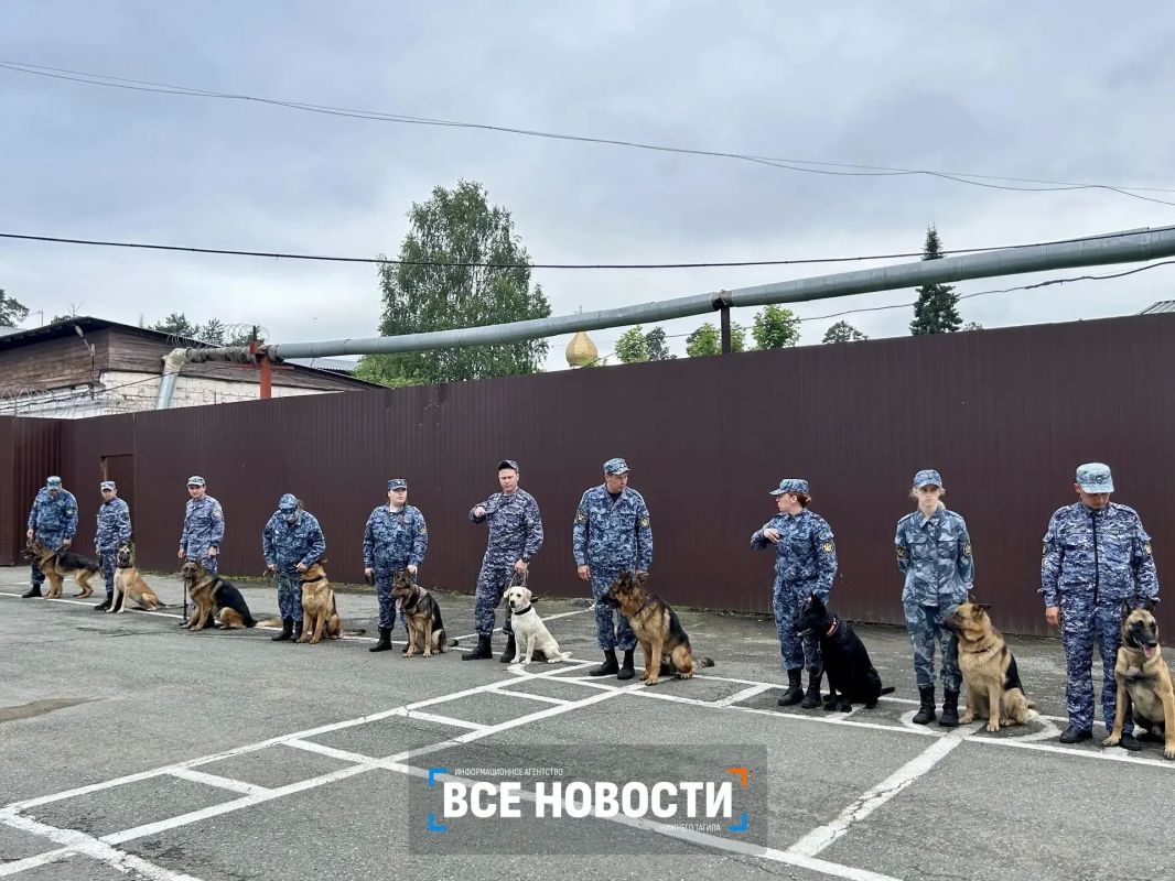В Нижнем Тагиле собаки искали наркотики, взрывчатку и беглых преступников В Нижнем Тагиле собаки искали наркотики, взрывчатку и беглых преступников