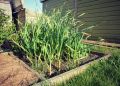 Чесночные стрелки: кулинарное сокровище и природный целитель