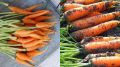 Секреты крупной моркови: ее успех в старинных методах