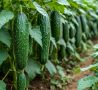 Огурцы, которые приятно удивят любого гурмана
