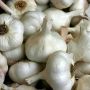 Проверка зрелости чеснока: время собирать урожай