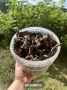 Под Нижним Тагилом начали находить редкую черную лисичку