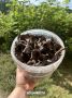 Под Нижним Тагилом начали находить редкую черную лисичку