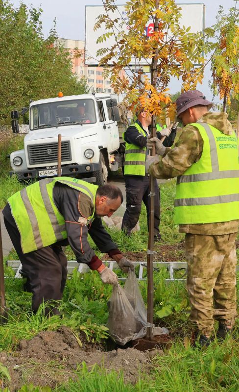 На Черноисточинском шоссе восстанавливается строй рябин На Черноисточинском шоссе восстанавливается строй рябин