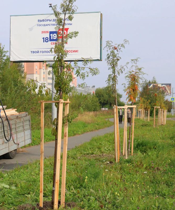 На Черноисточинском шоссе восстанавливается строй рябин На Черноисточинском шоссе восстанавливается строй рябин
