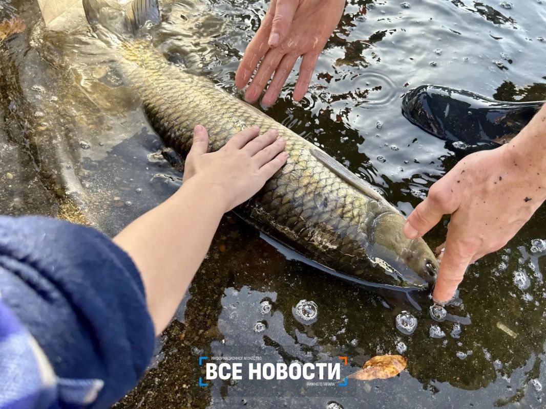 Сотня рыб-чистильщиков заселилась в Тагильский пруд Сотня рыб-чистильщиков заселилась в Тагильский пруд