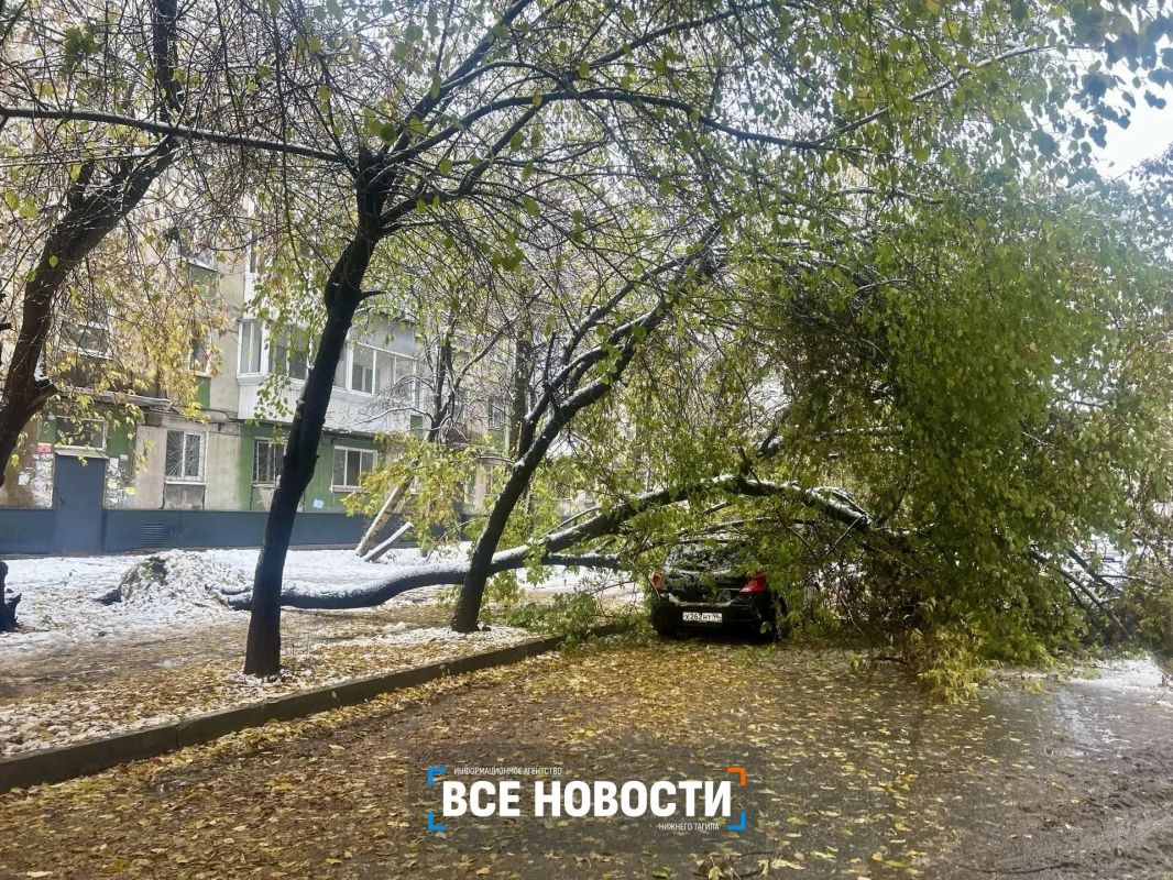 Мокрый снег обрушил деревья на машины в Нижнем Тагиле