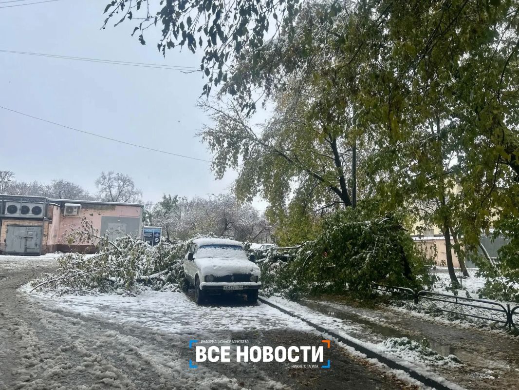 Мокрый снег обрушил деревья на машины в Нижнем Тагиле Мокрый снег обрушил деревья на машины в Нижнем Тагиле